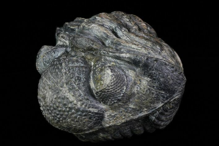 Bumpy, Enrolled Drotops Trilobite - Around #76207
